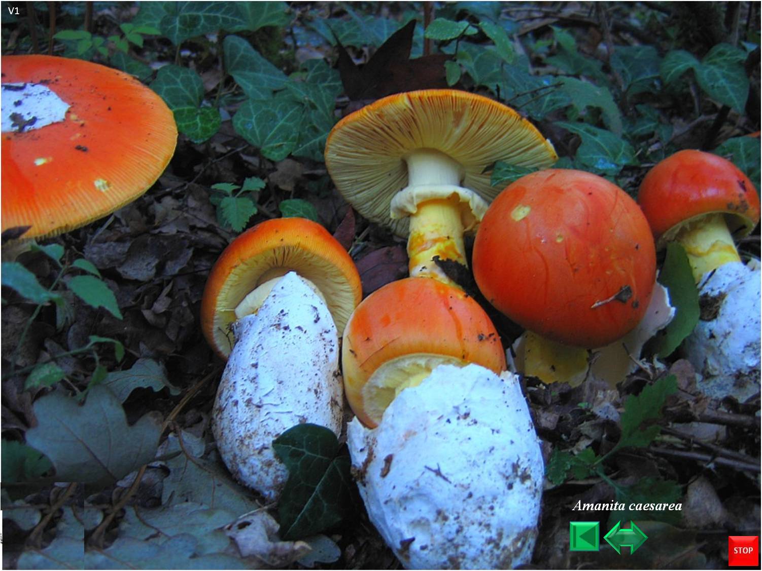 Amanita caesarea