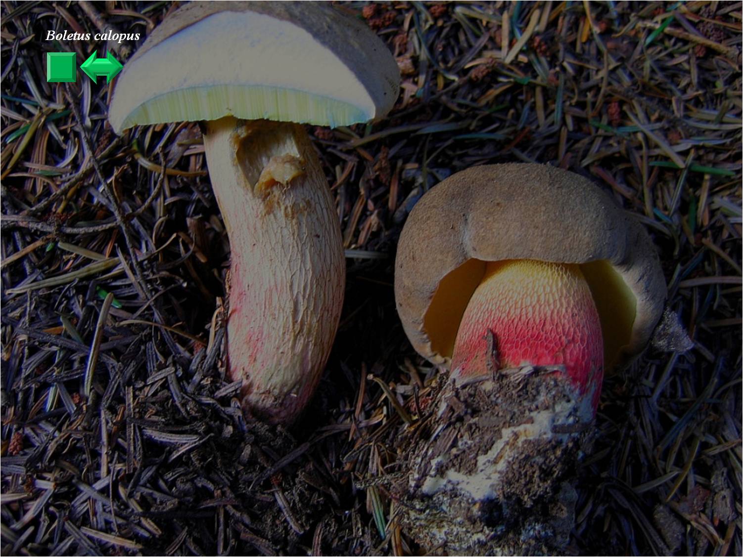 Boletus aff. rubripes