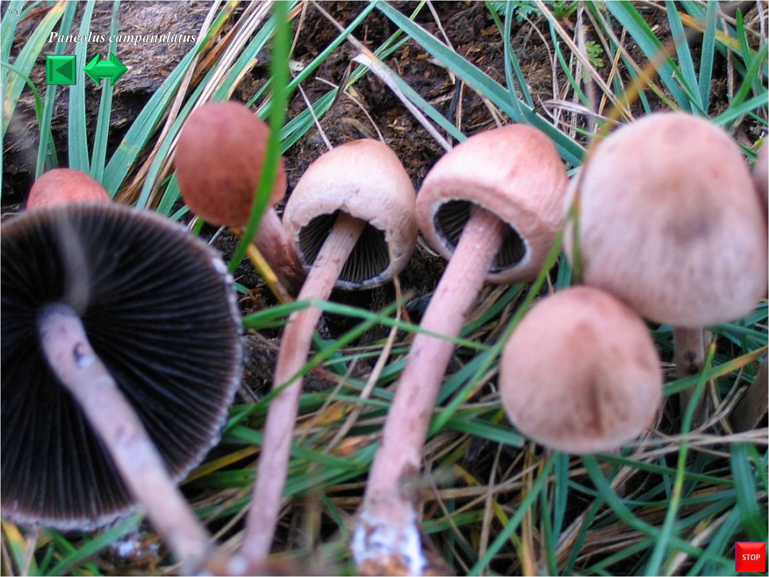 Panaeolus campanulatus