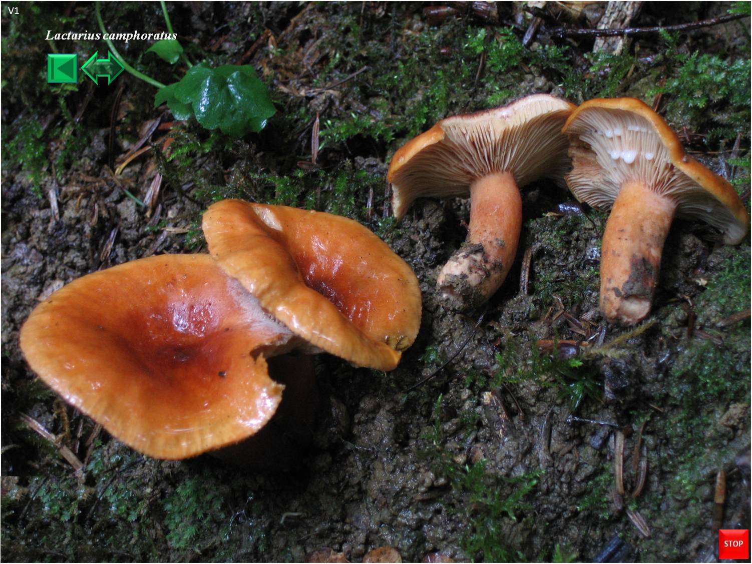 Cortinarius camphoratus