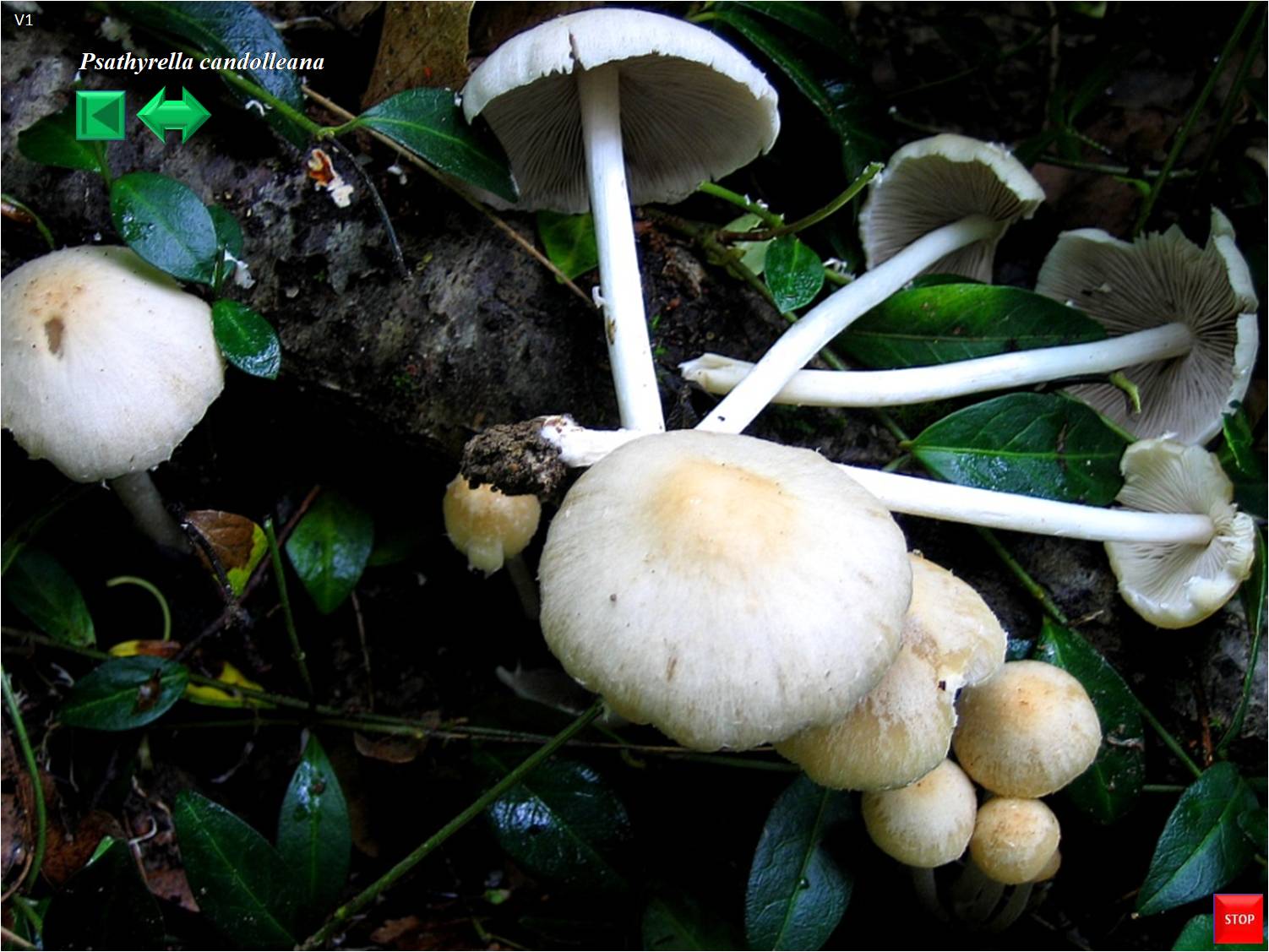 Psathyrella candolleana