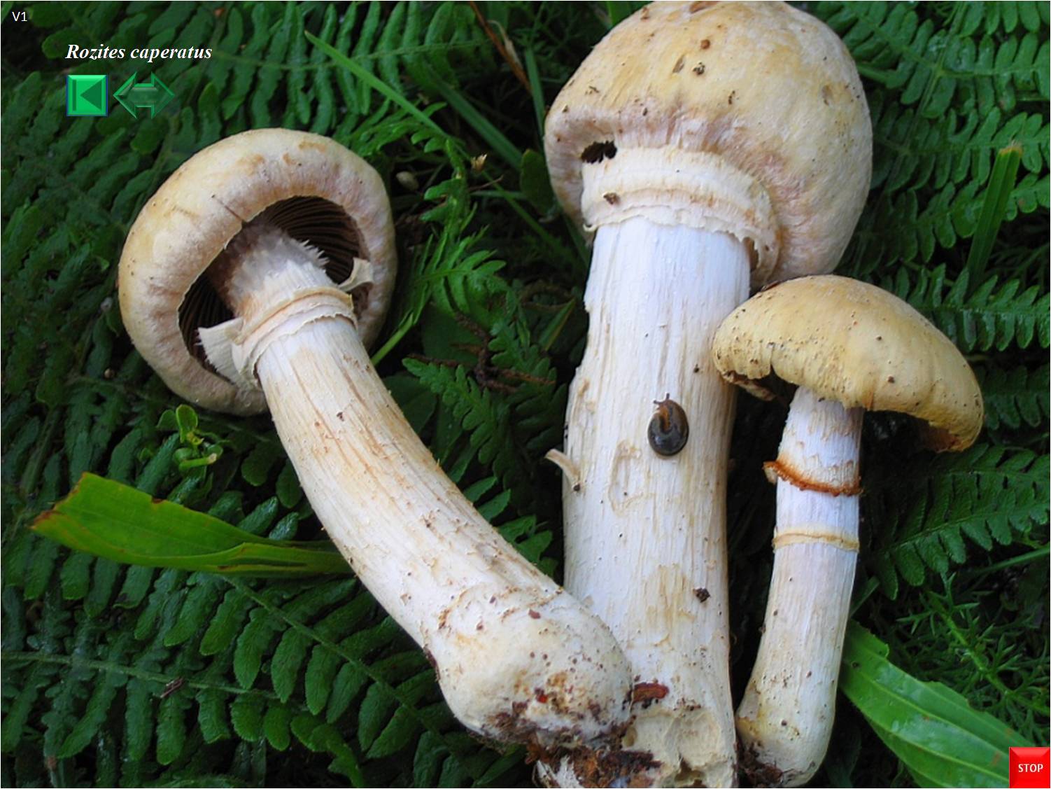 Rozites caperatus