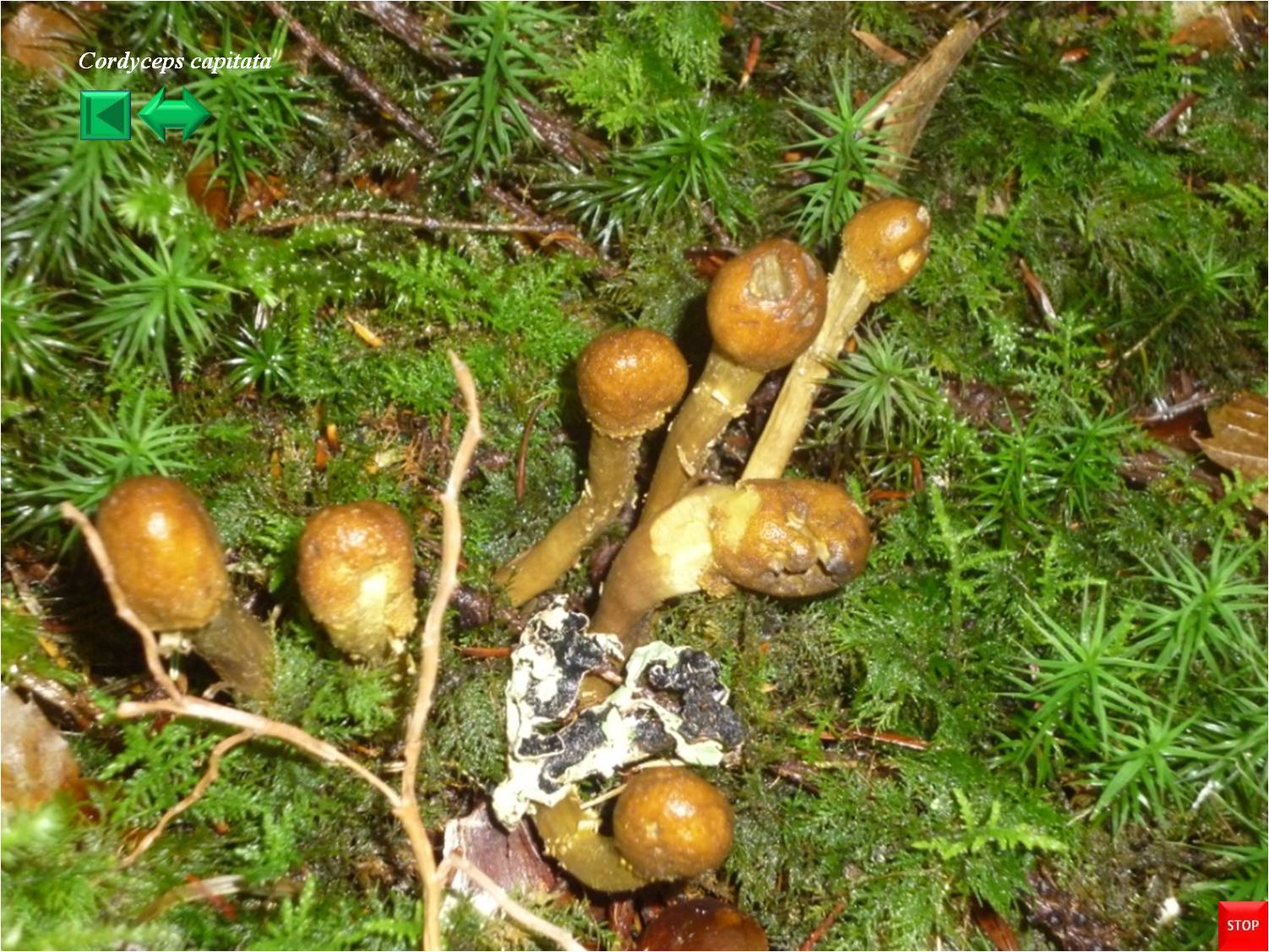 Cordyceps capitata