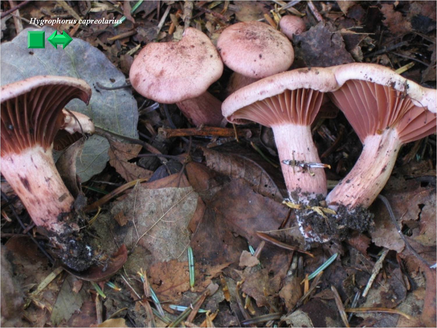 Hygrophorus capreolarius