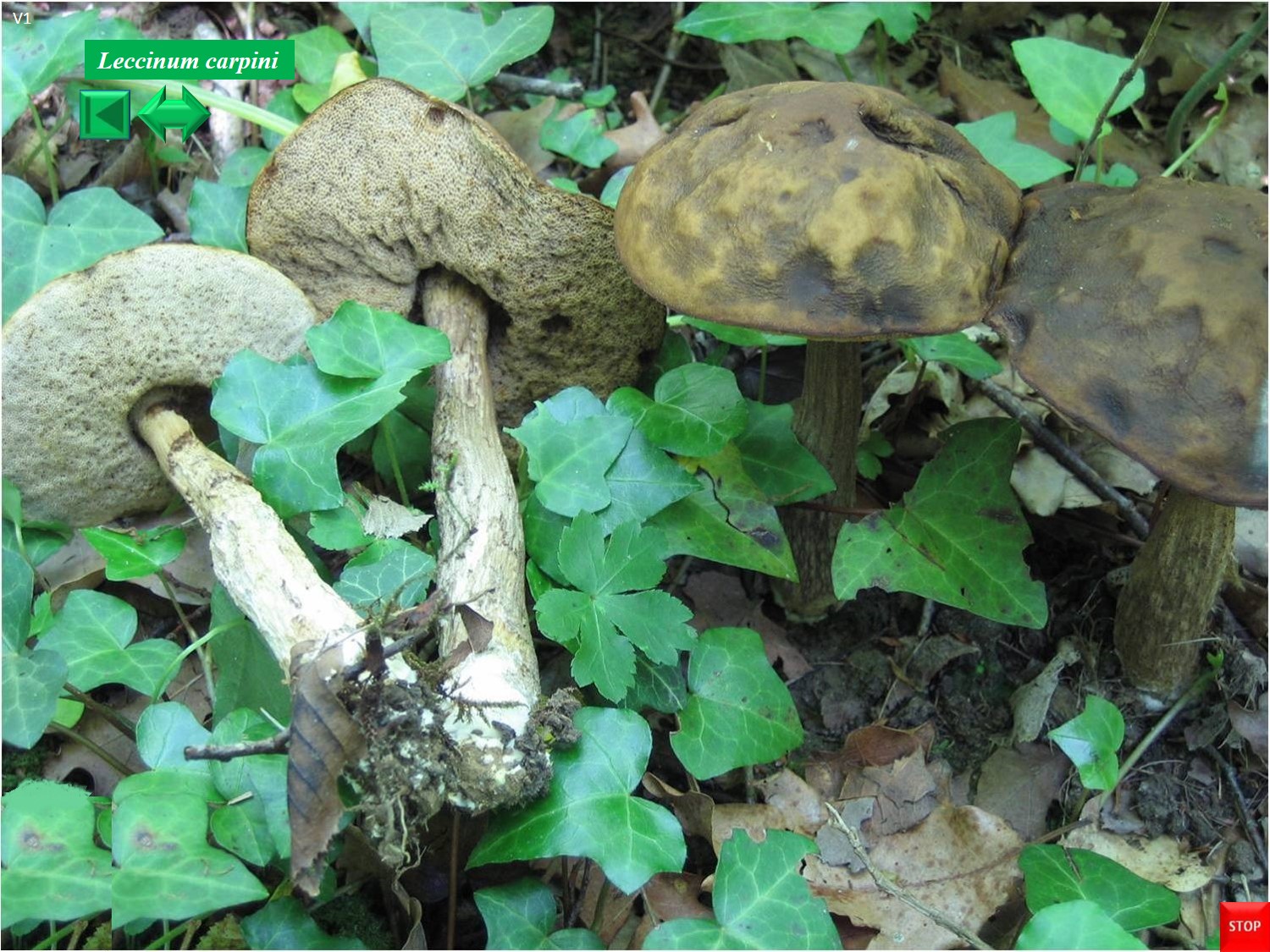 Leccinum brunneogriseolum