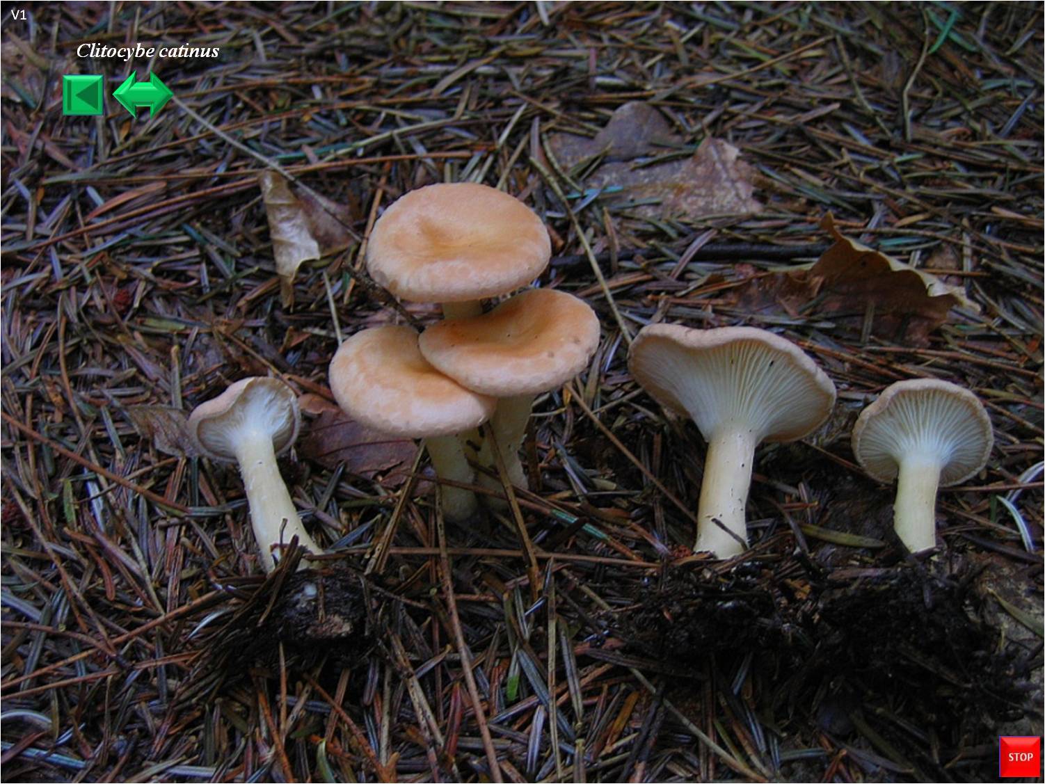 Clitocybe catinus