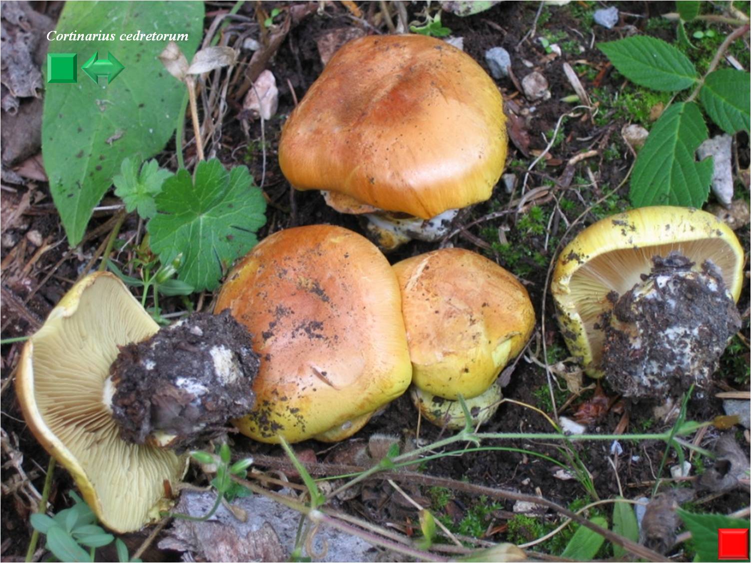 Tricholoma cedretorum