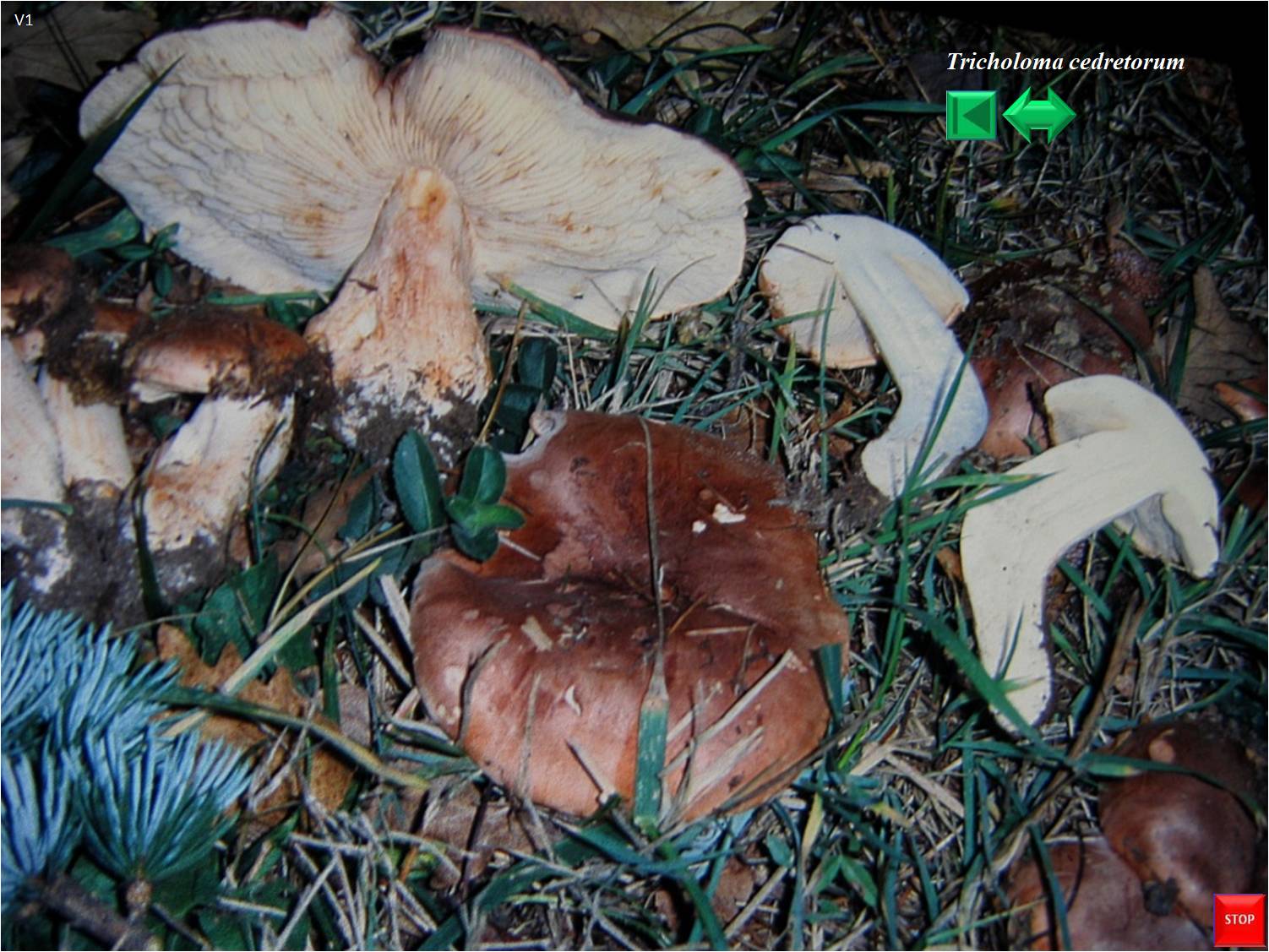 Tricholoma populinum