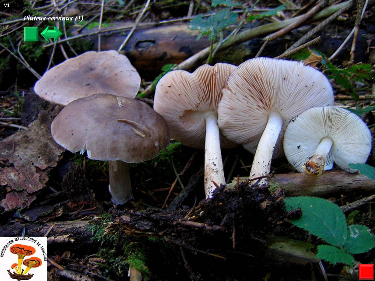 Pluteus cervinus