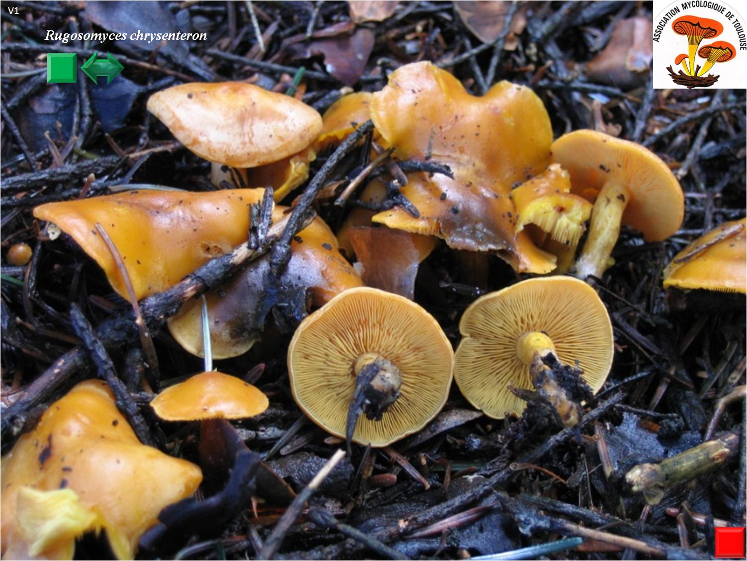 Rugosomyces chrysenteron