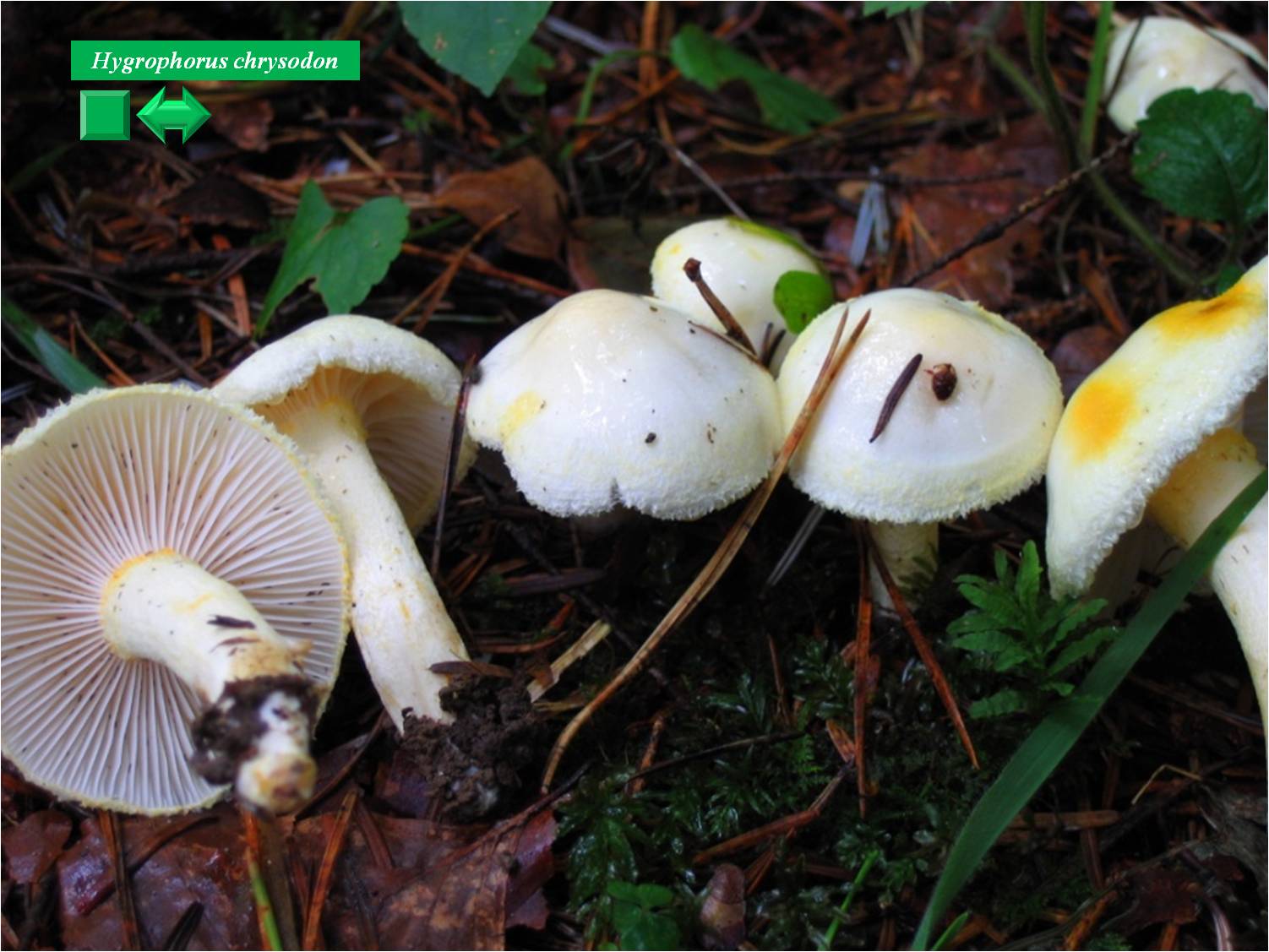 Hygrophorus chrysodon