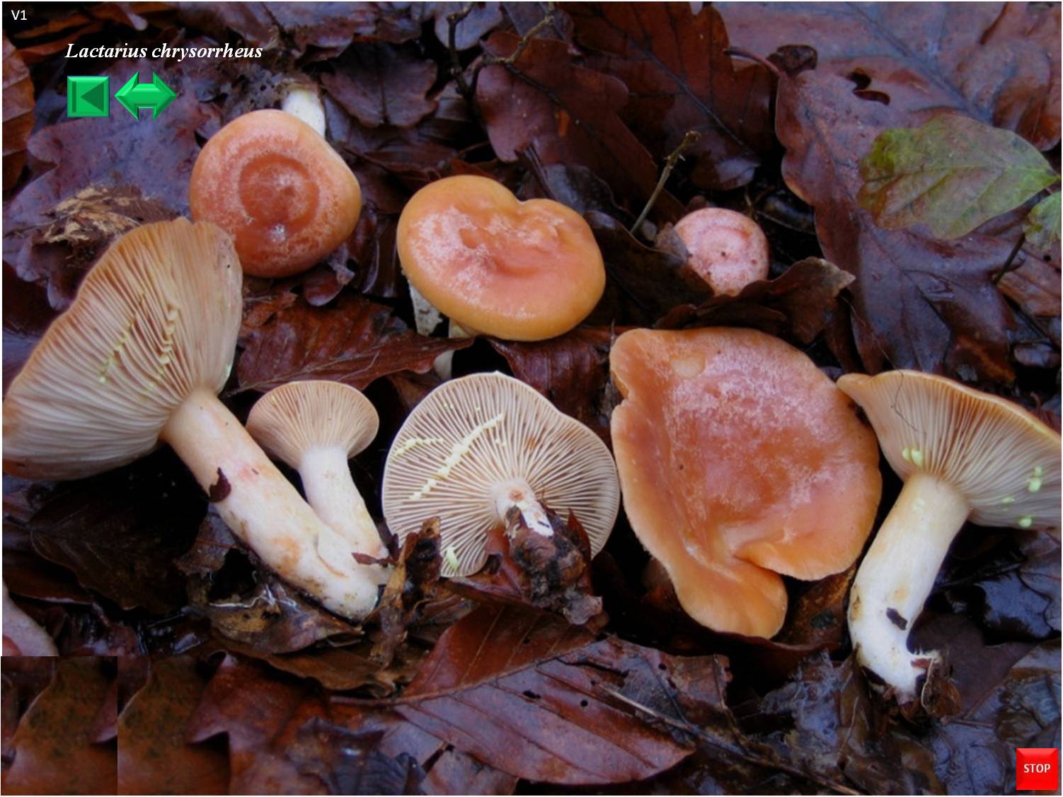 Lactarius chrysorrheus