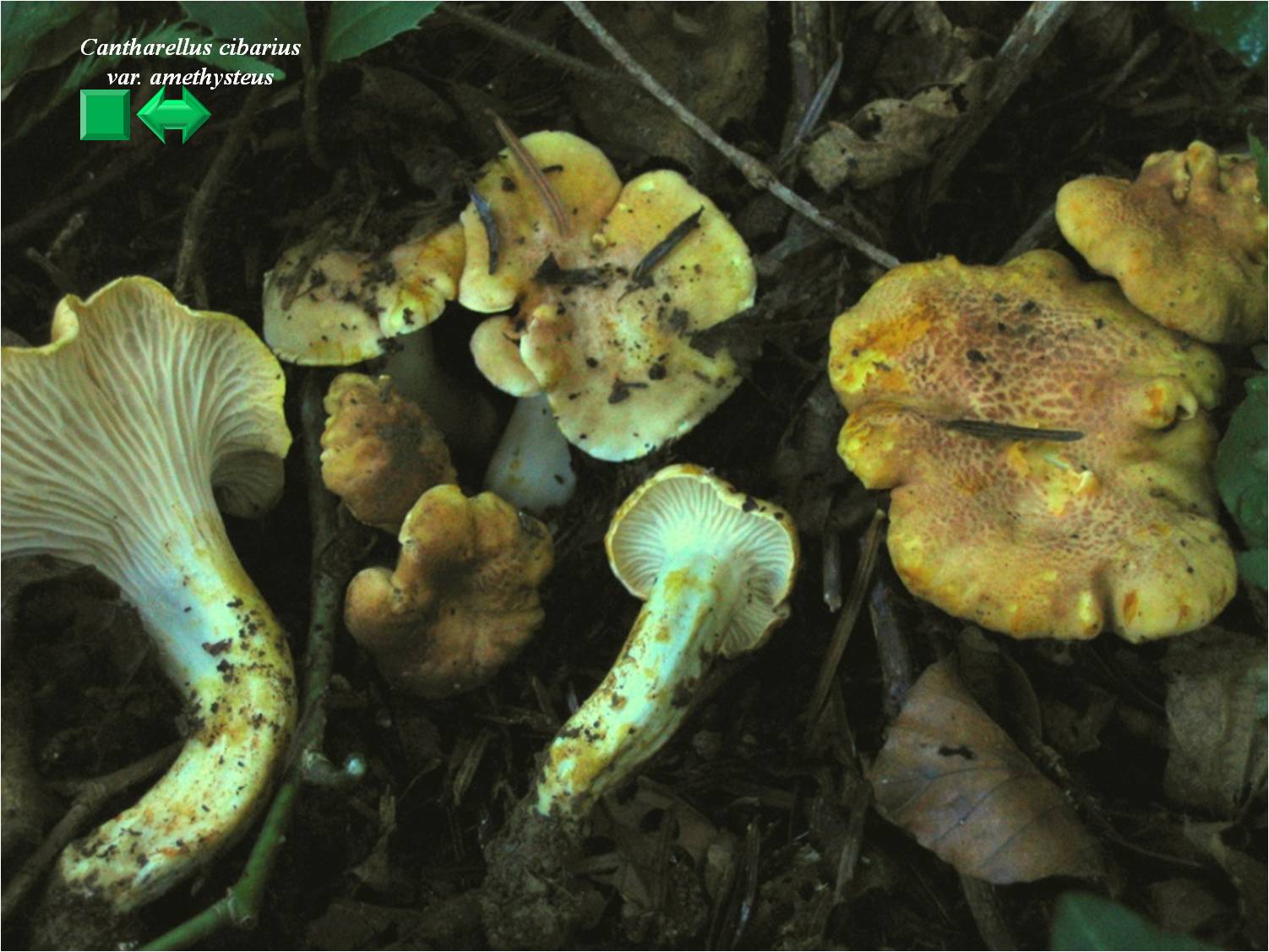 Cantharellus cibarius
