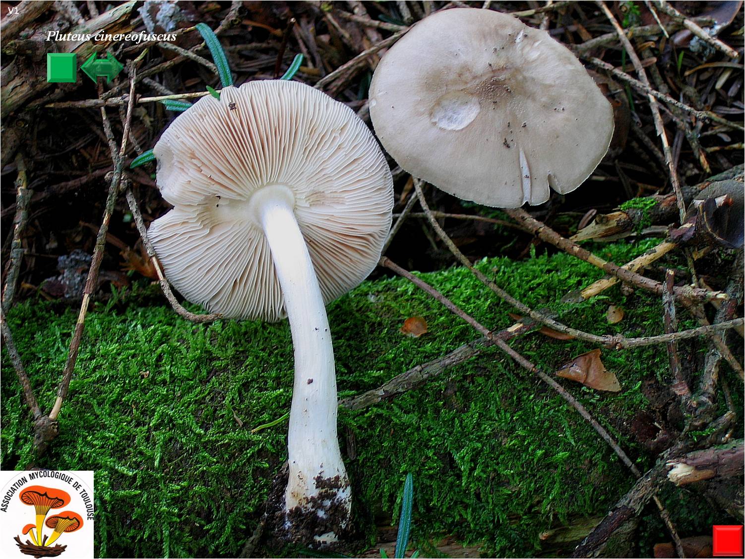 Pluteus cinereofuscus