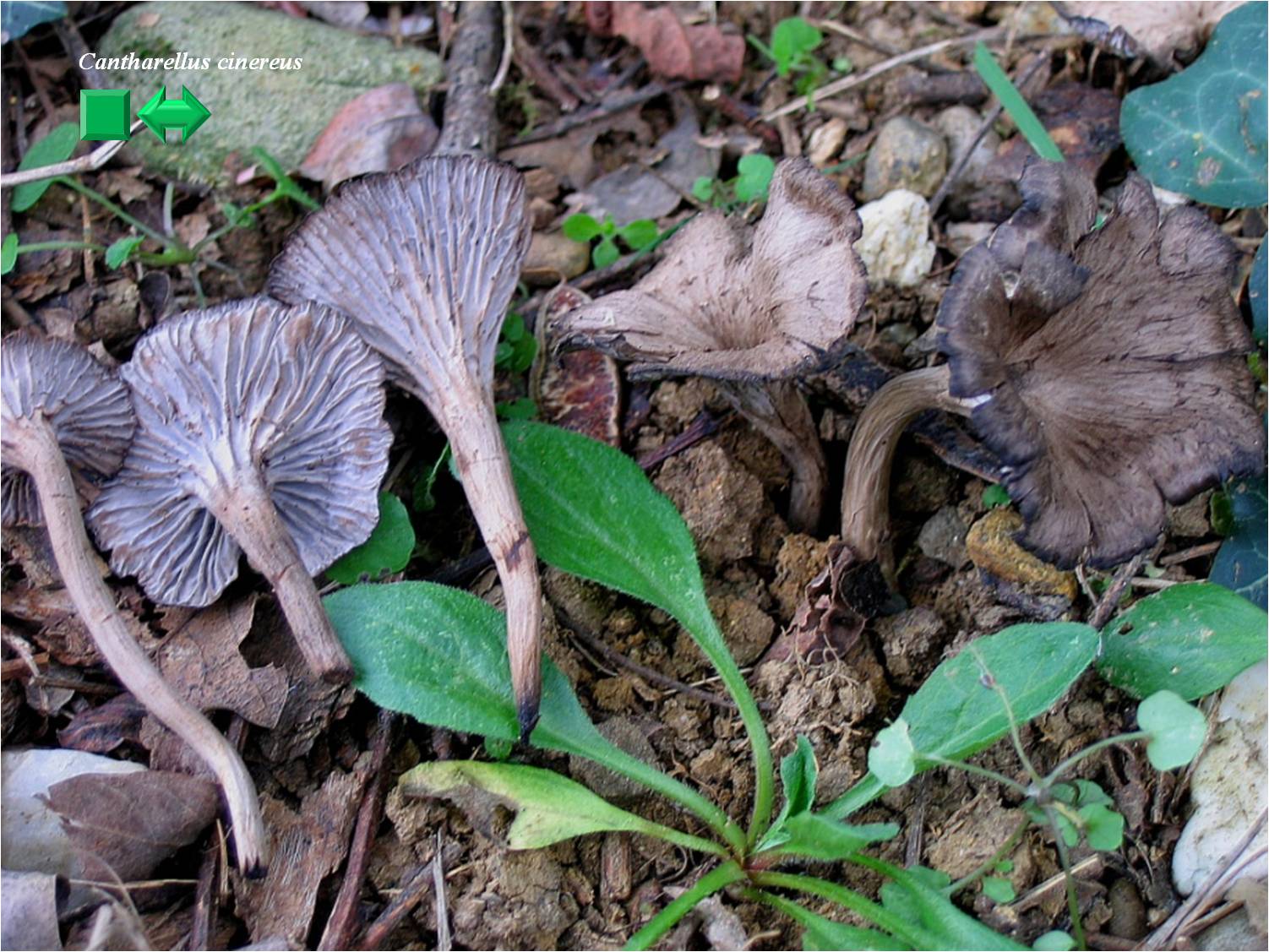 Pseudocraterellus cinereus