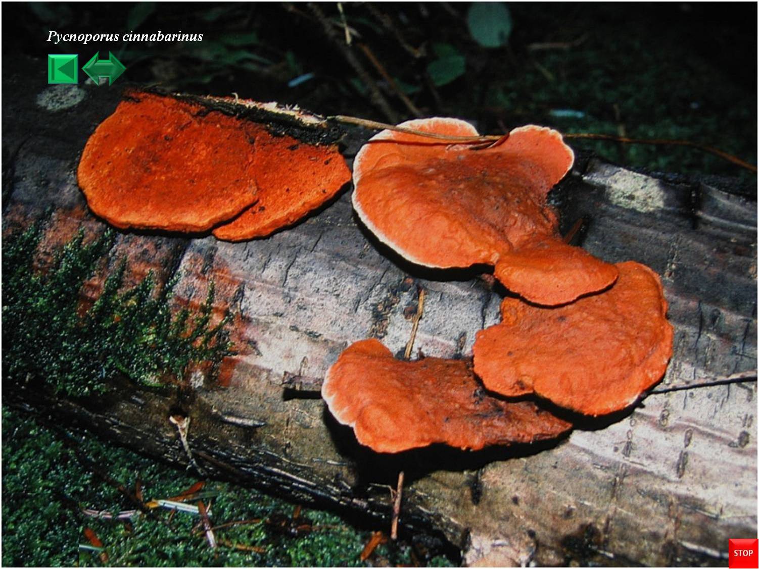 Cortinarius cinnabarinus