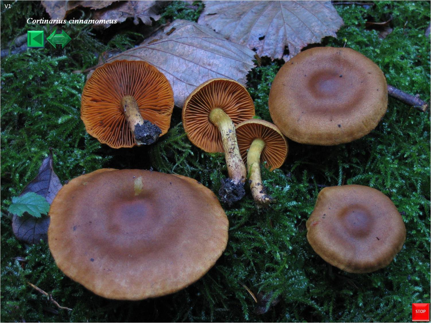 Cortinarius cinnamomeus