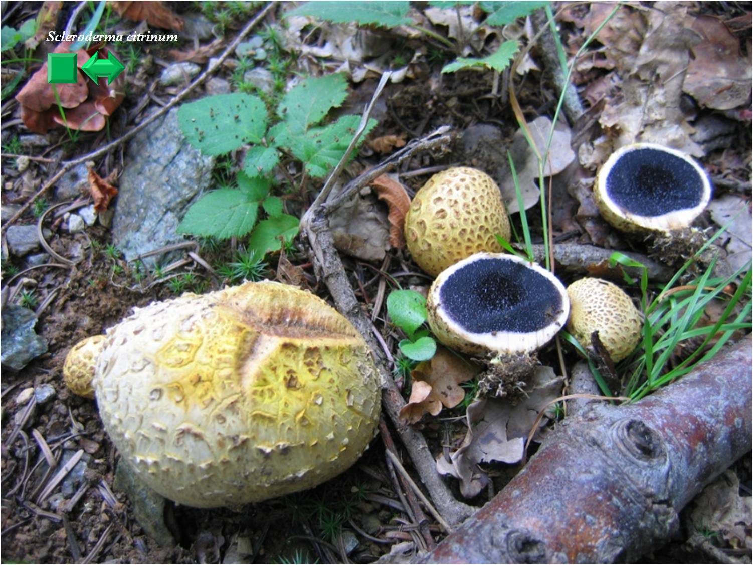 Scleroderma citrinum