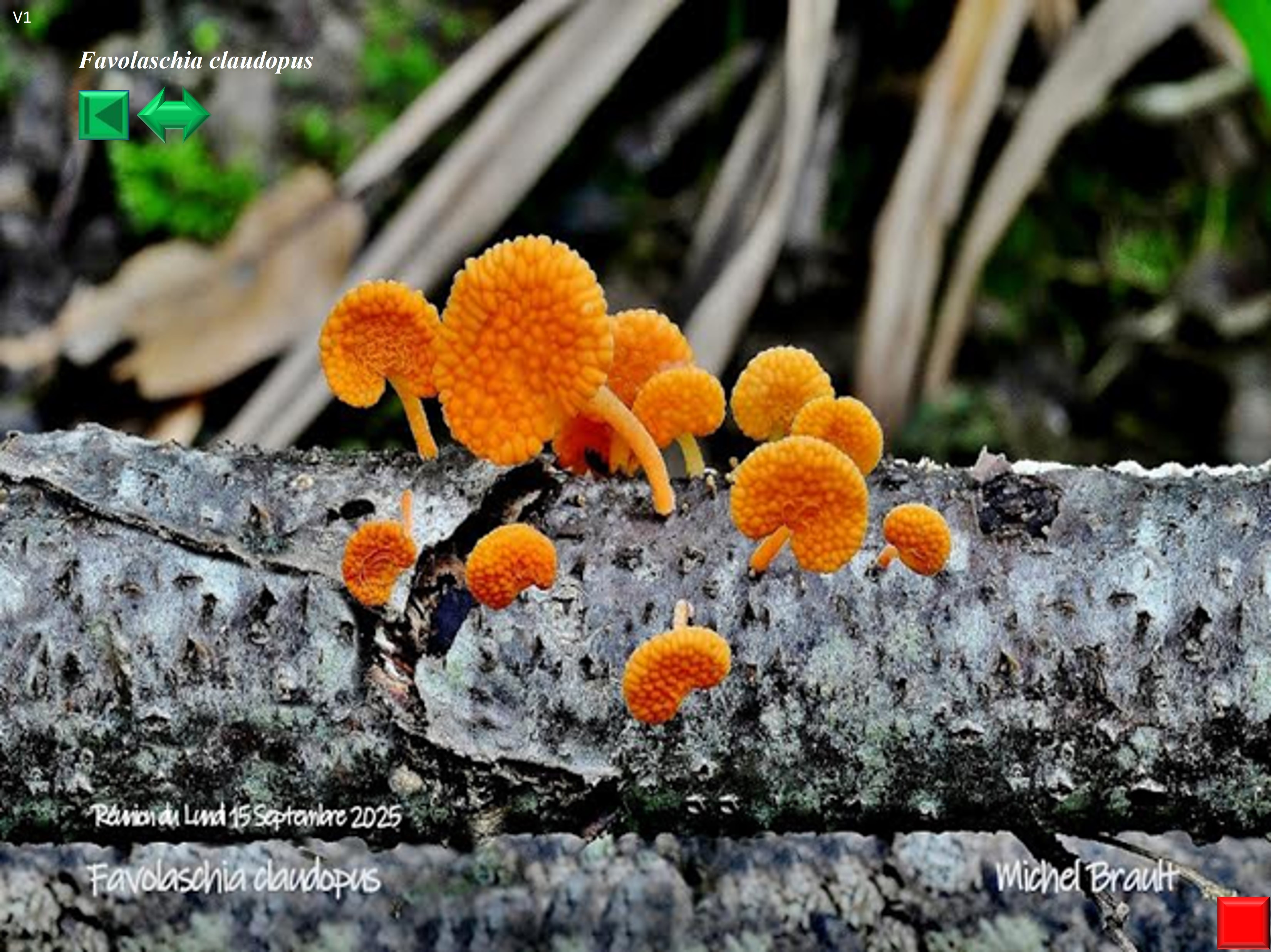Favolaschia claudopus