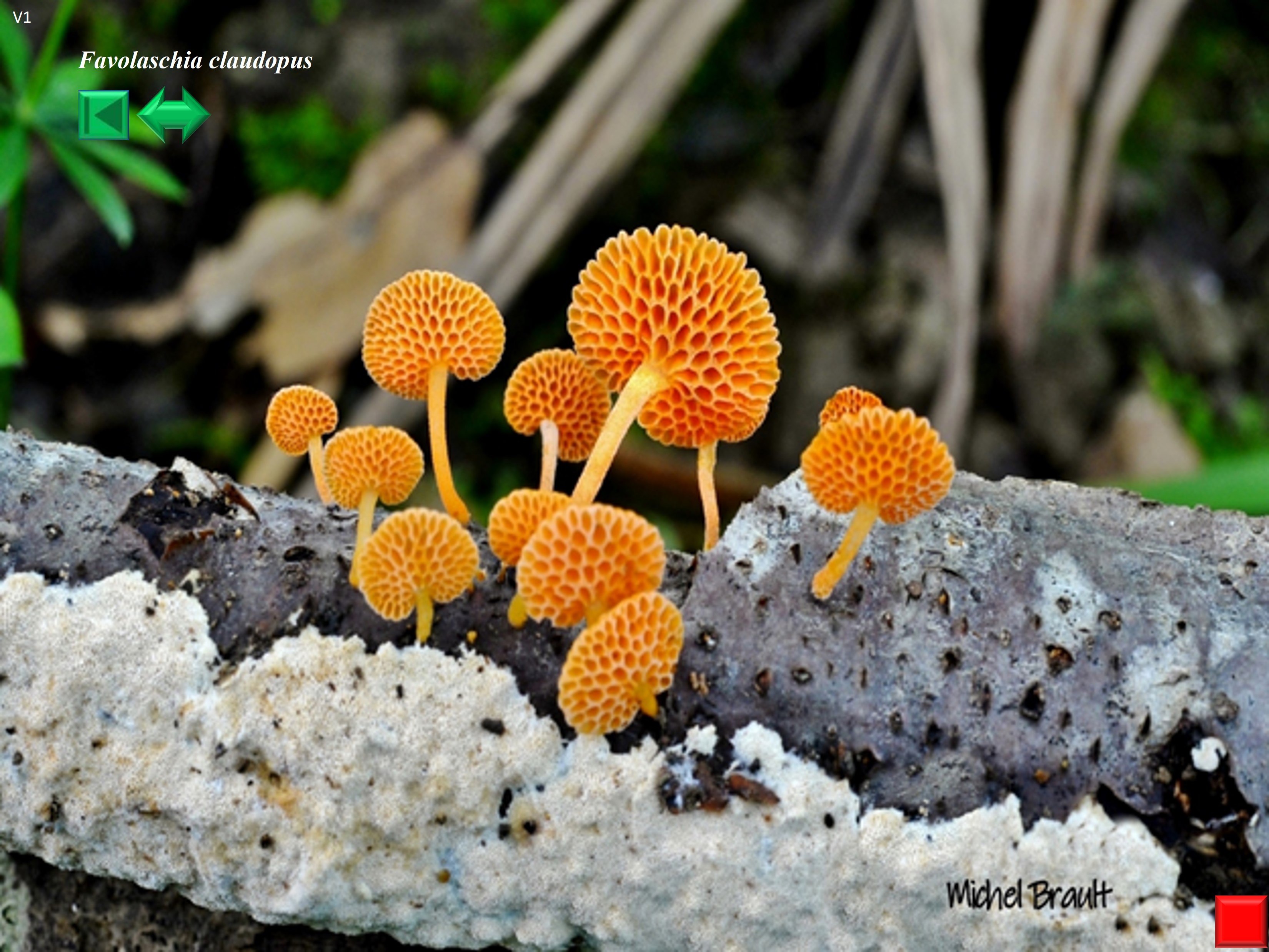 Favolaschia claudopus