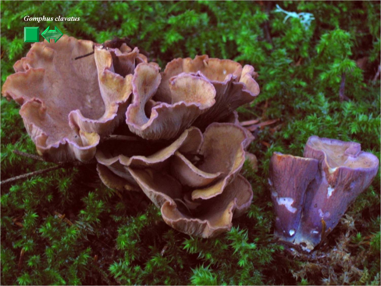 Gomphus clavatus