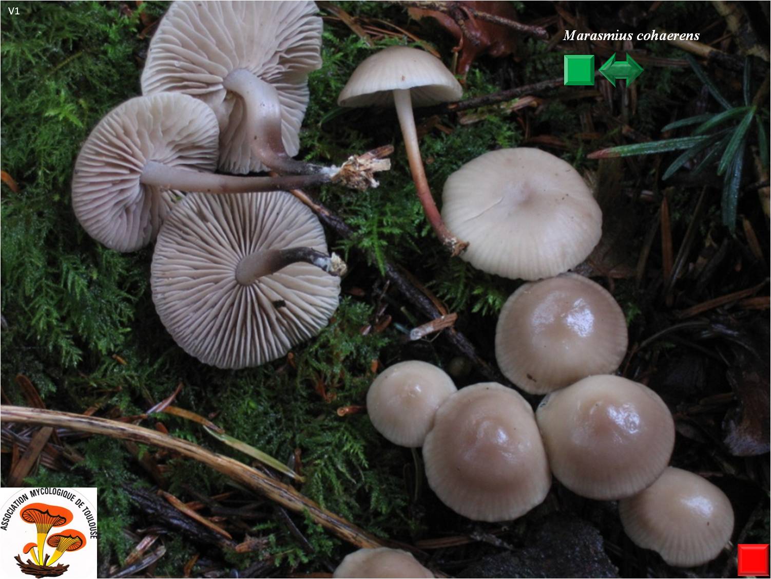 Marasmius cohaerens
