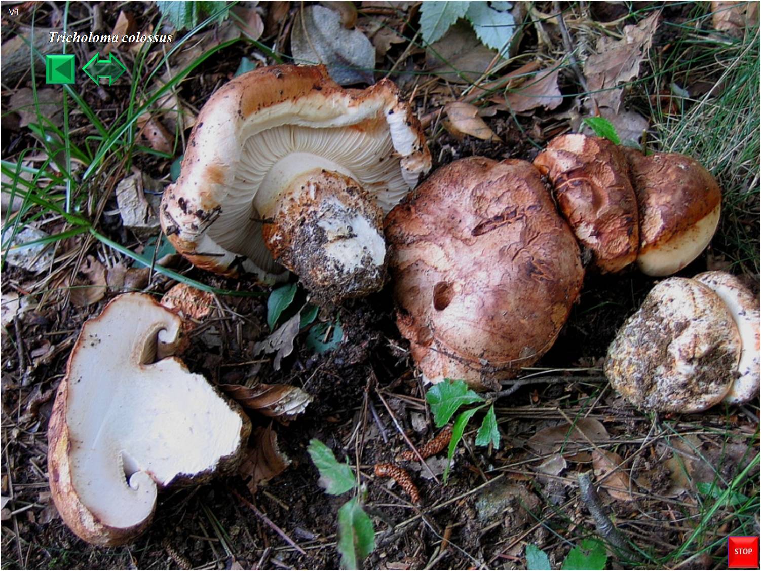 Tricholoma colossus
