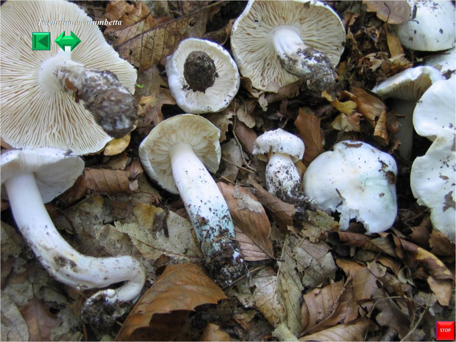 Tricholoma album