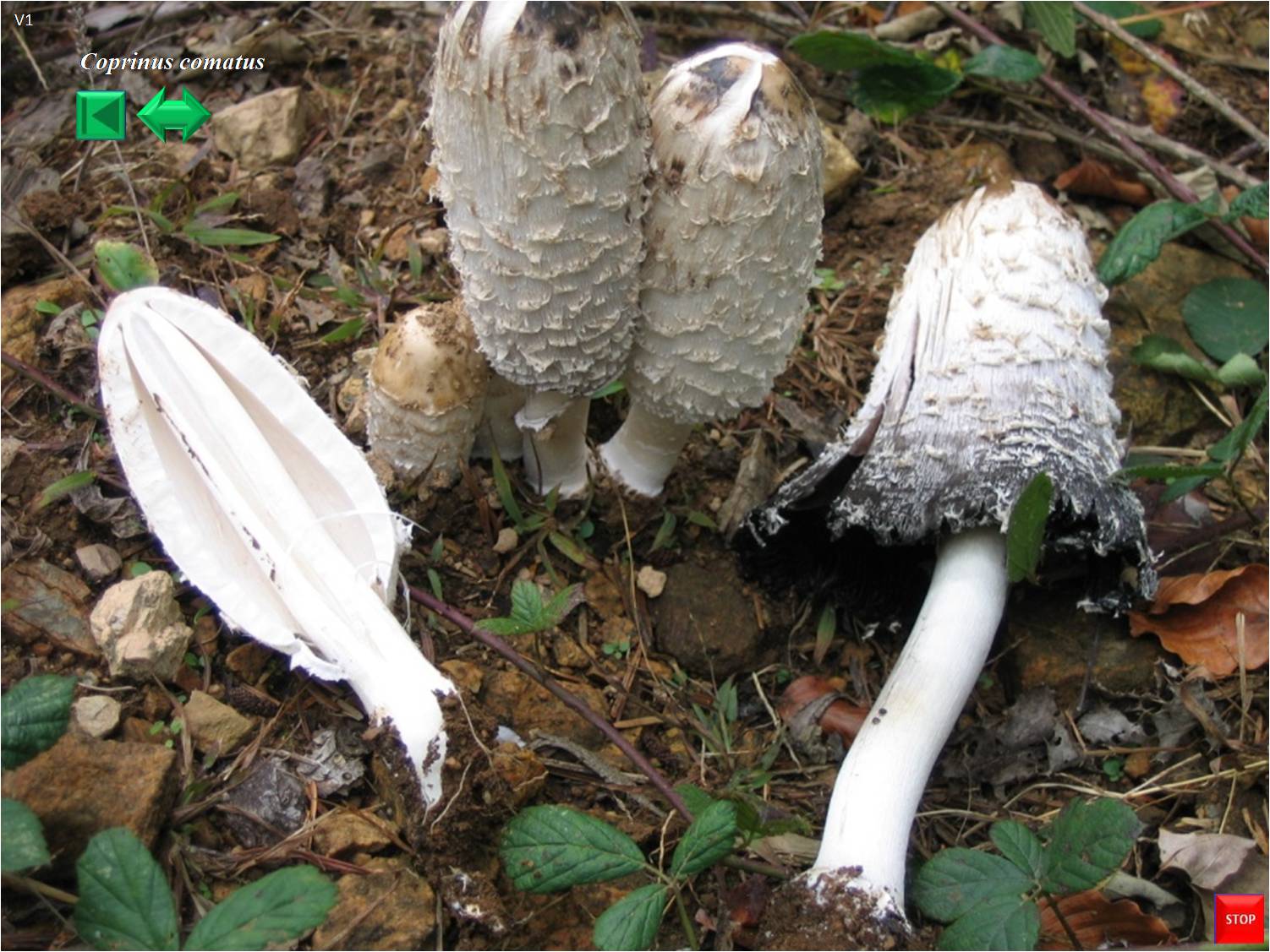 Coprinus comatus