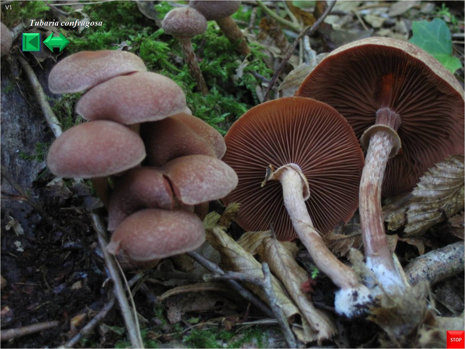 Tubaria confragosa
