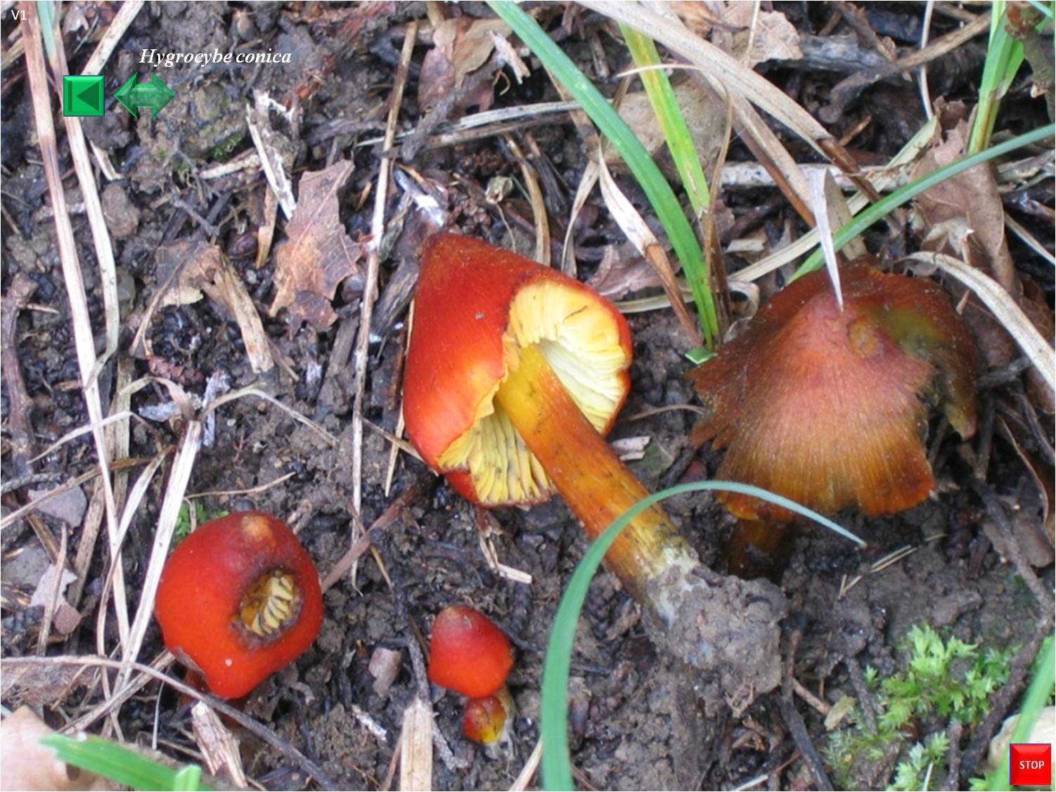 Hygrocybe conica