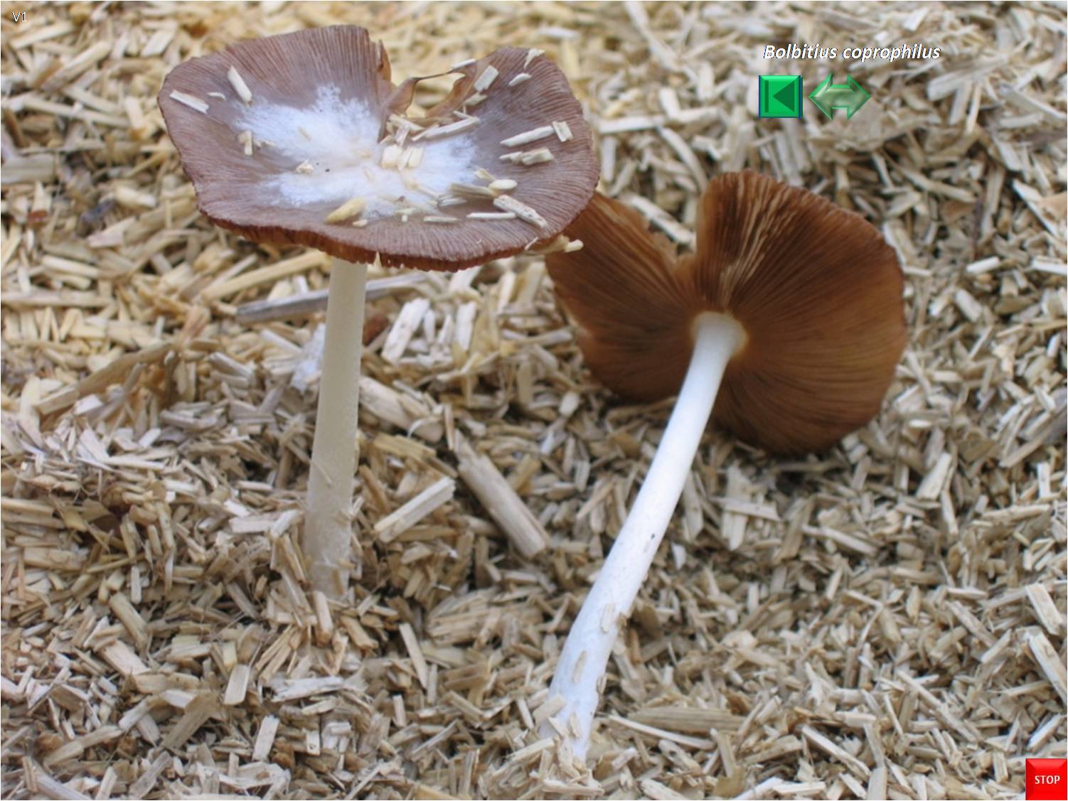 Bolbitius coprophilus