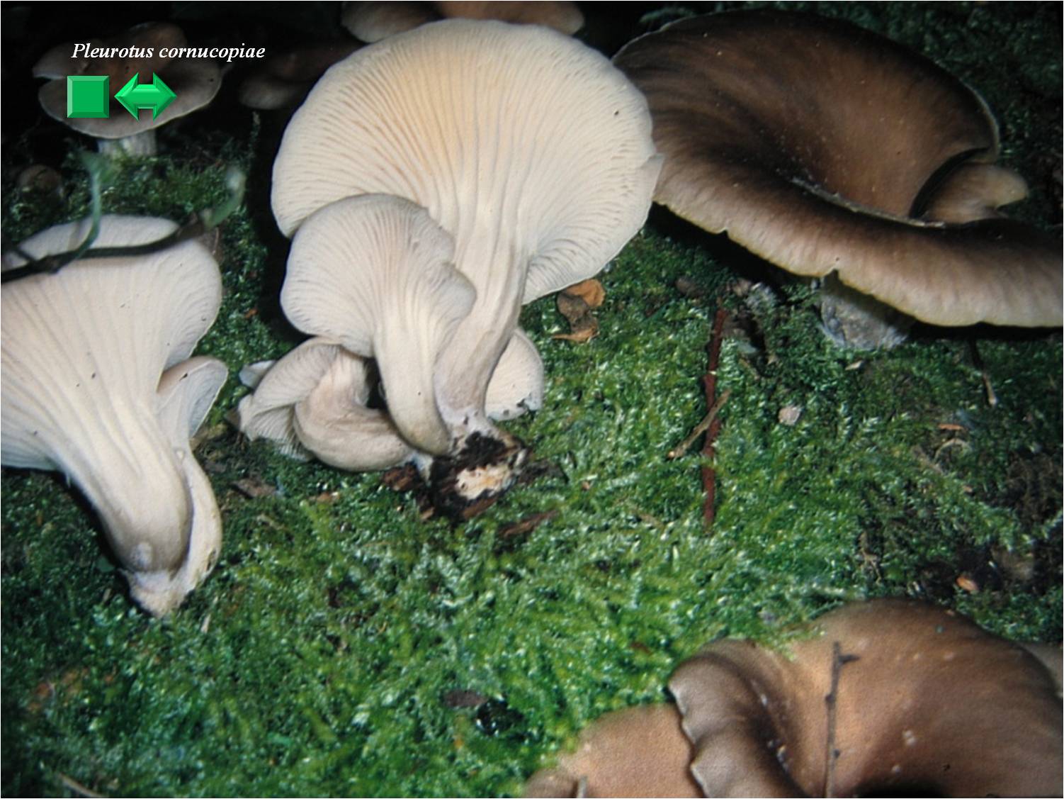 Pleurotus citrinopileatus