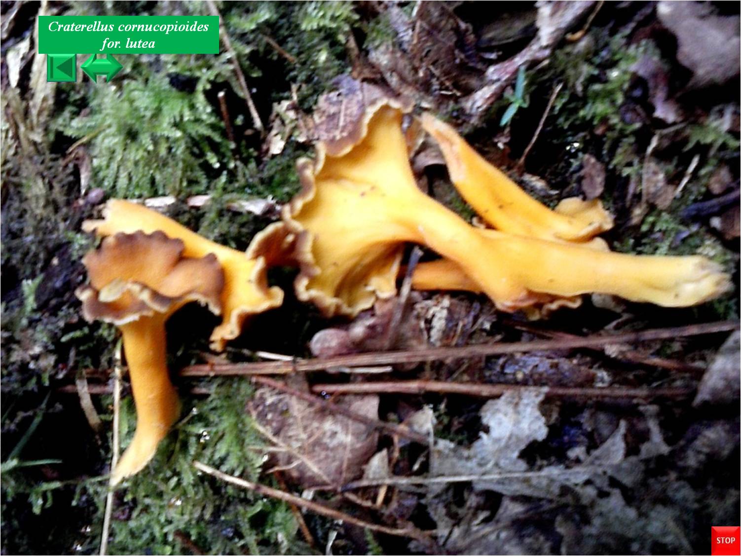 Craterellus cornucopioides for. lutea