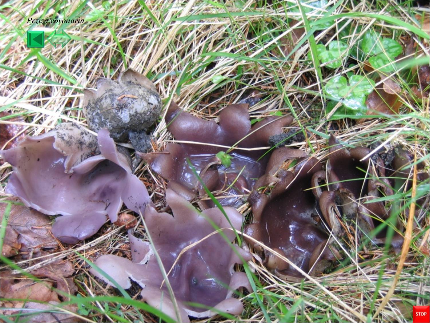 Sarcosphaera coronaria
