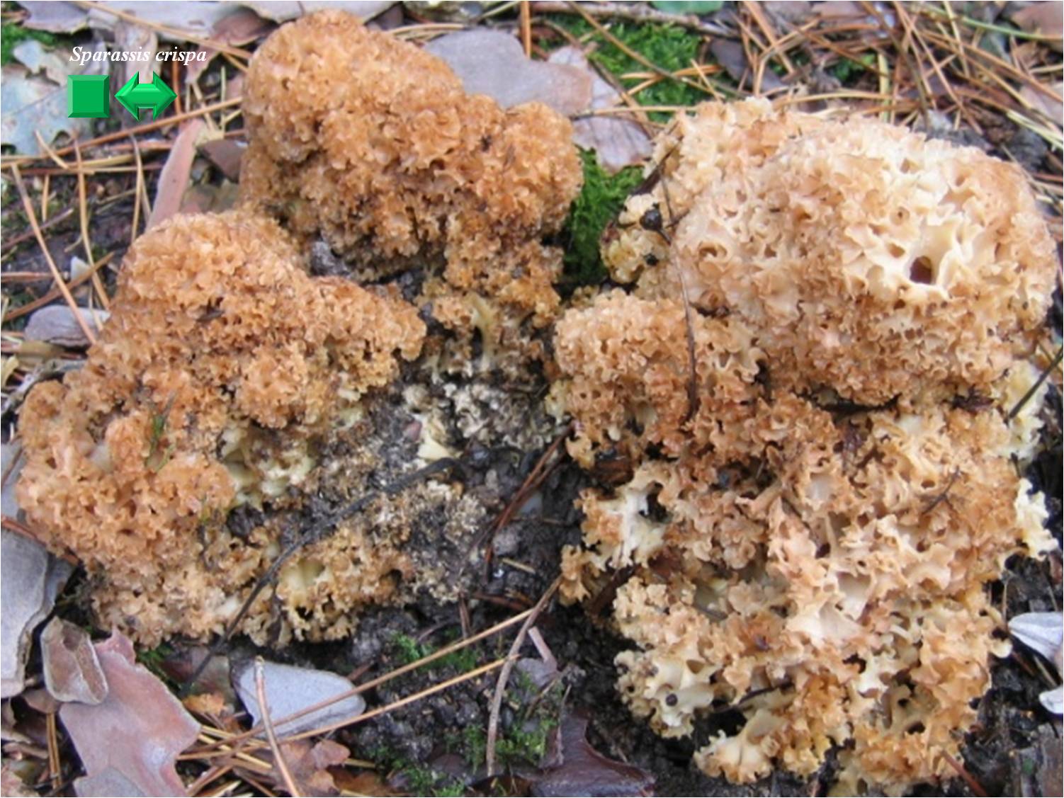 Helvella crispa