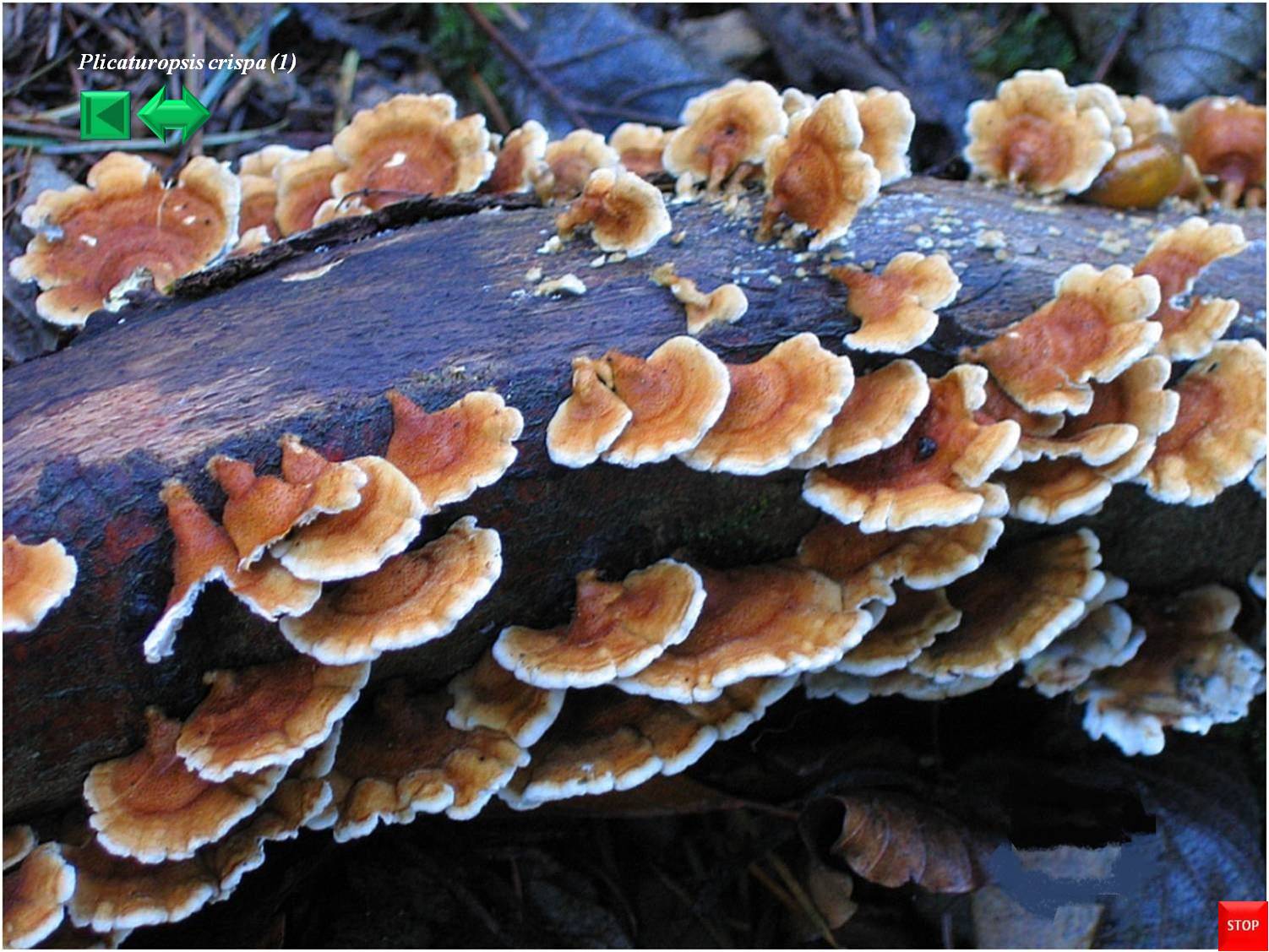 Sparassis laminosa