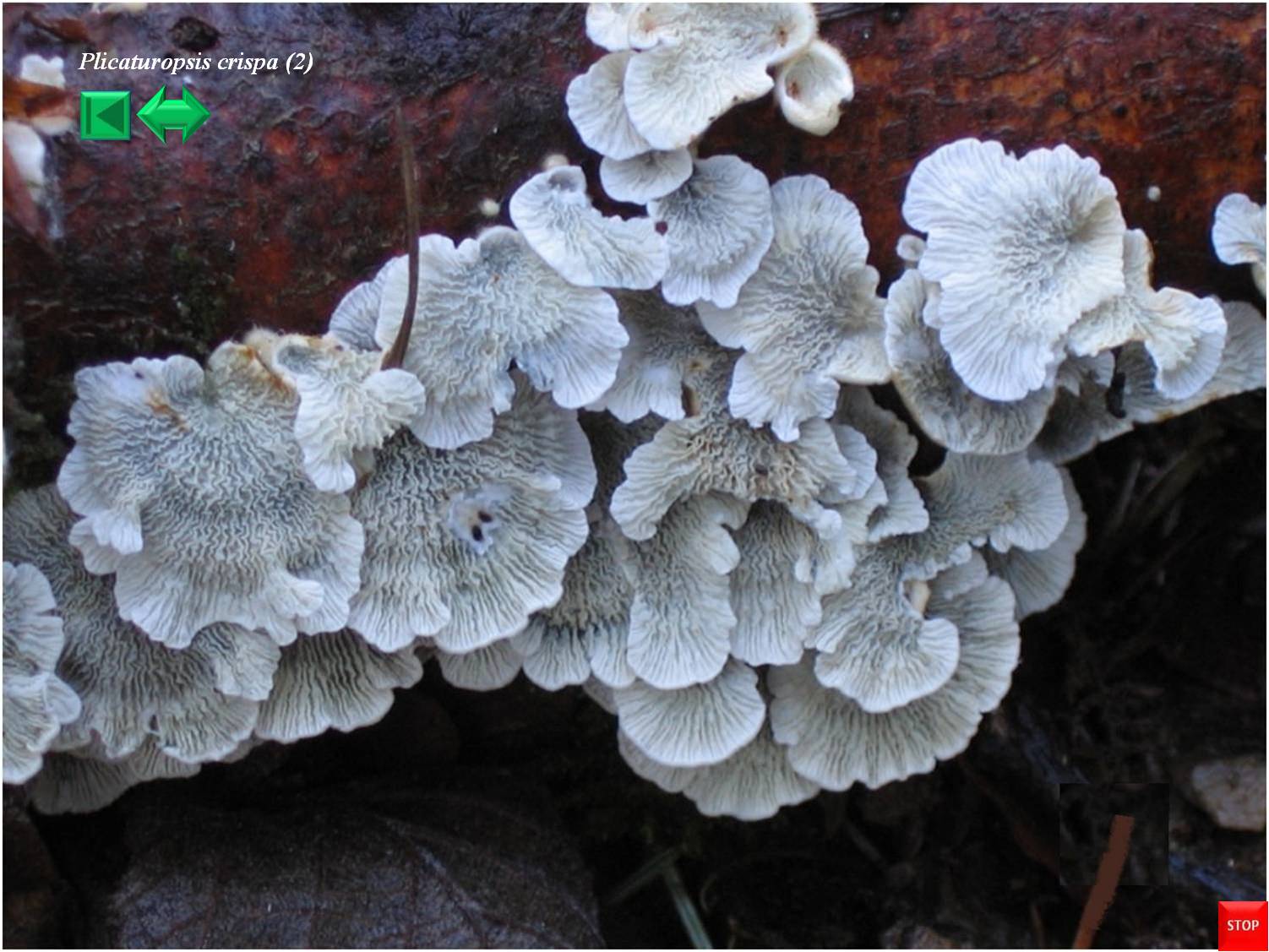 Sparassis laminosa