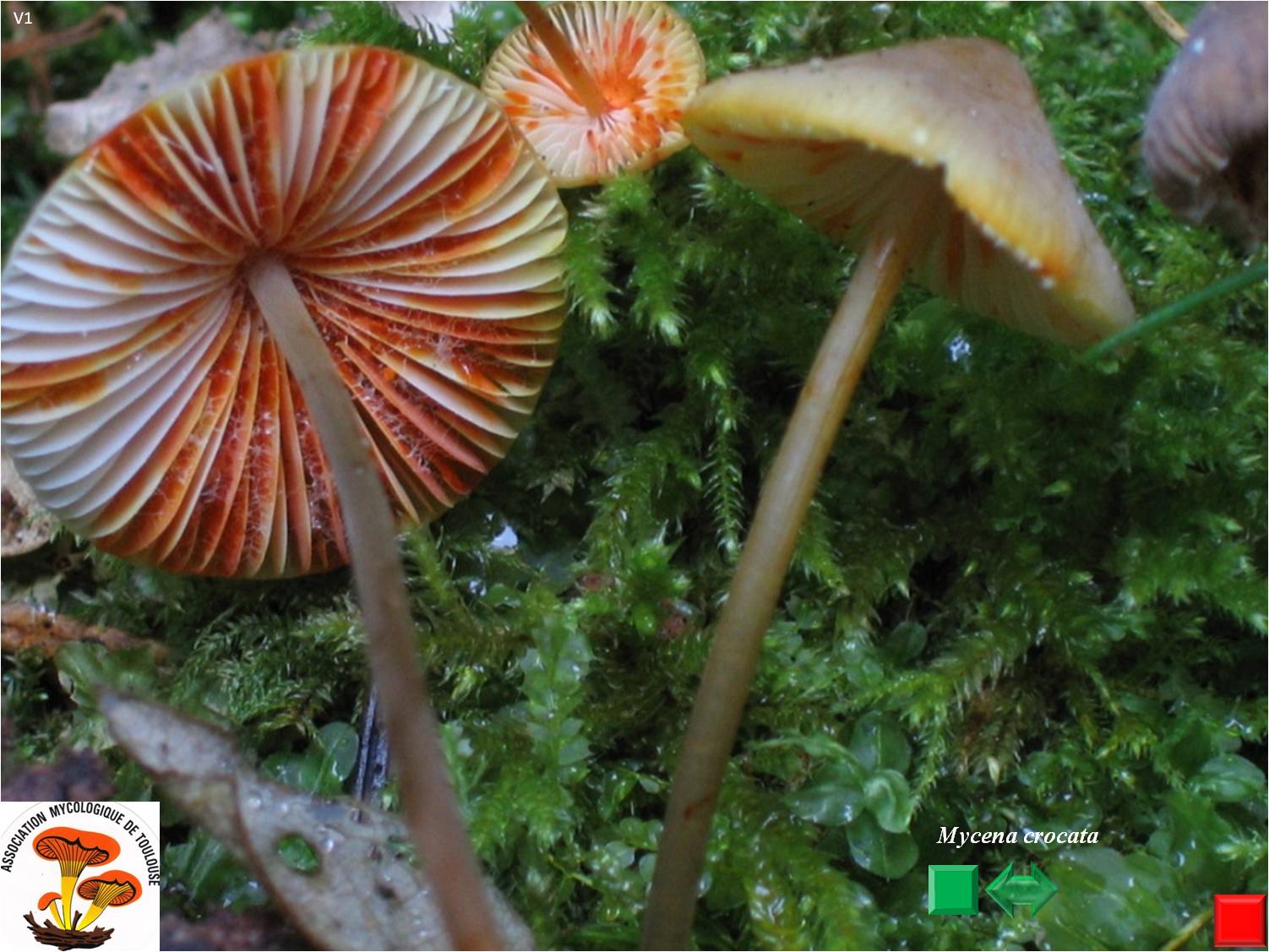 Mycena crocata