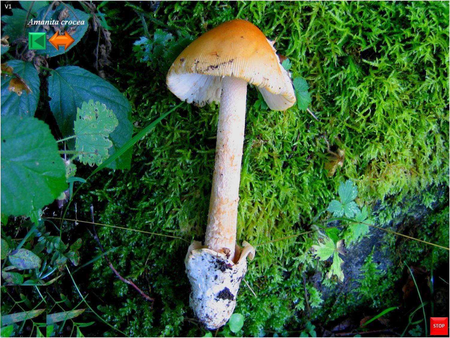 Amanita crocea