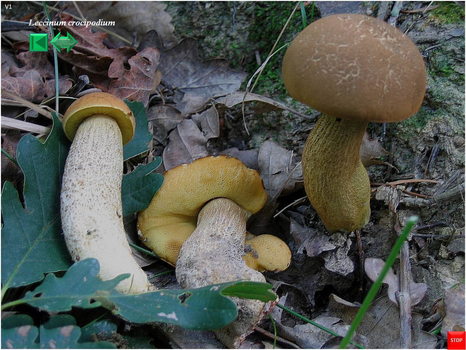 Leccinum crocipodium