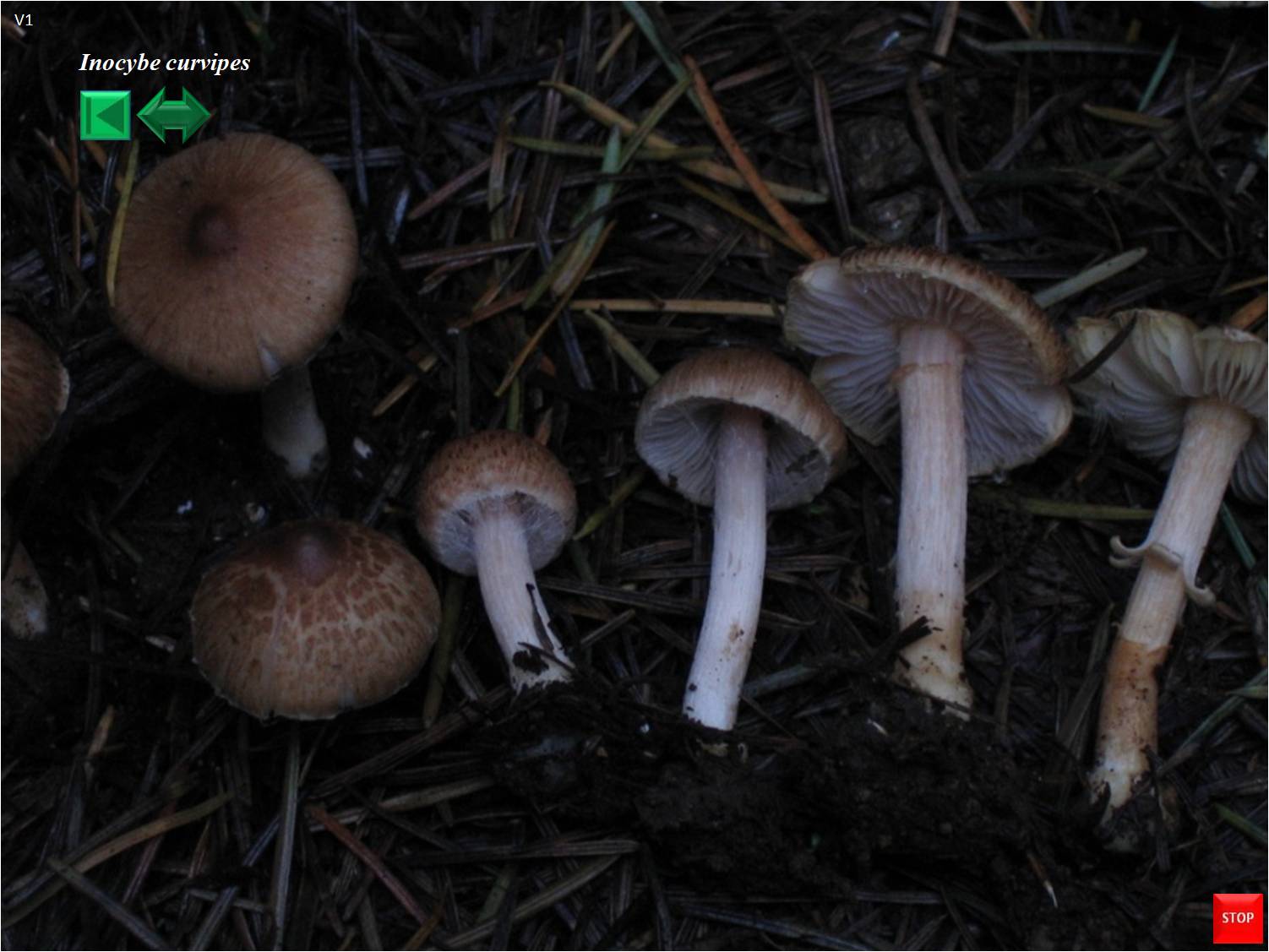 Inocybe curvipes
