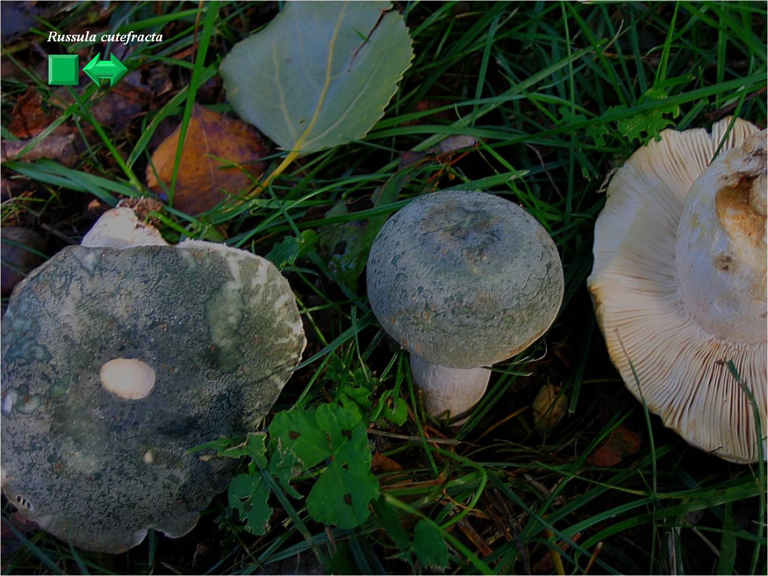 Russula cutefracta