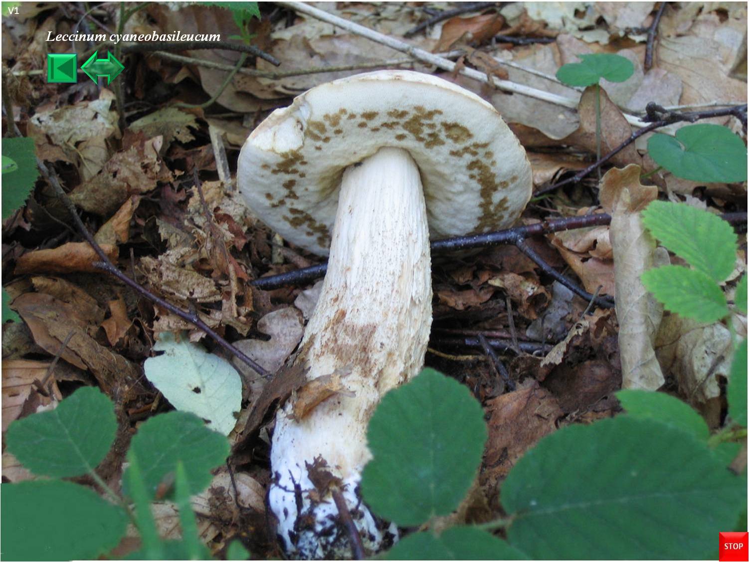 Leccinum cyaneobasileucum