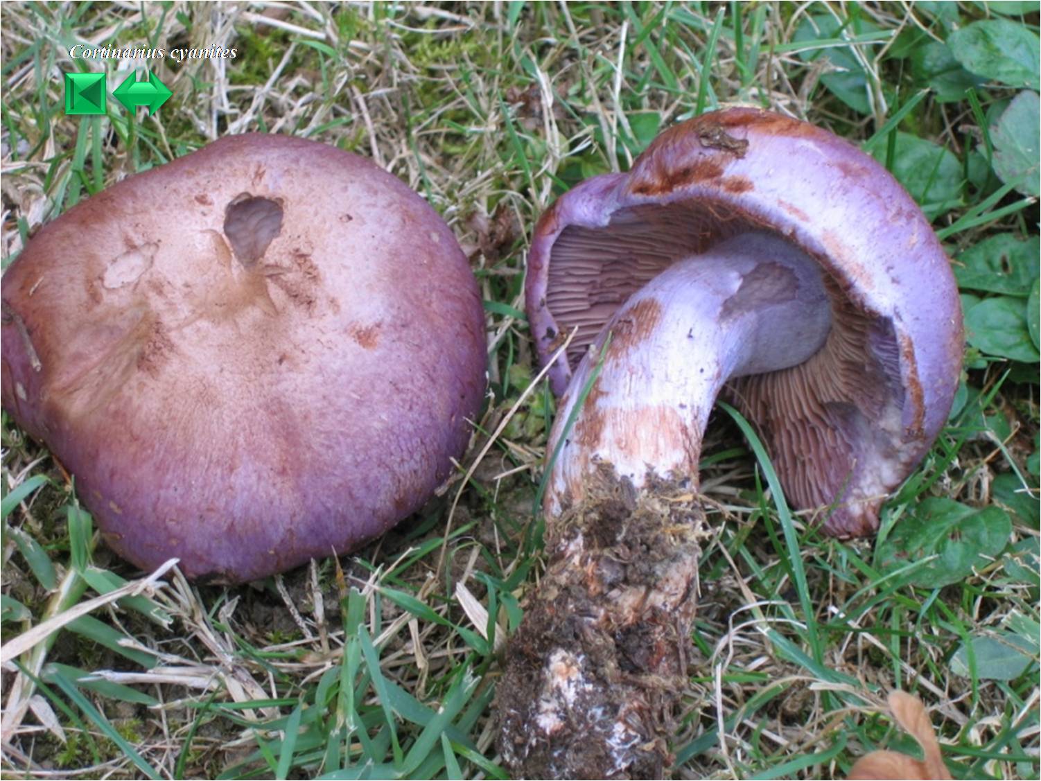Cortinarius cyanites