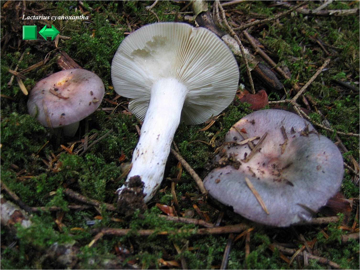 Russula cyanoxantha