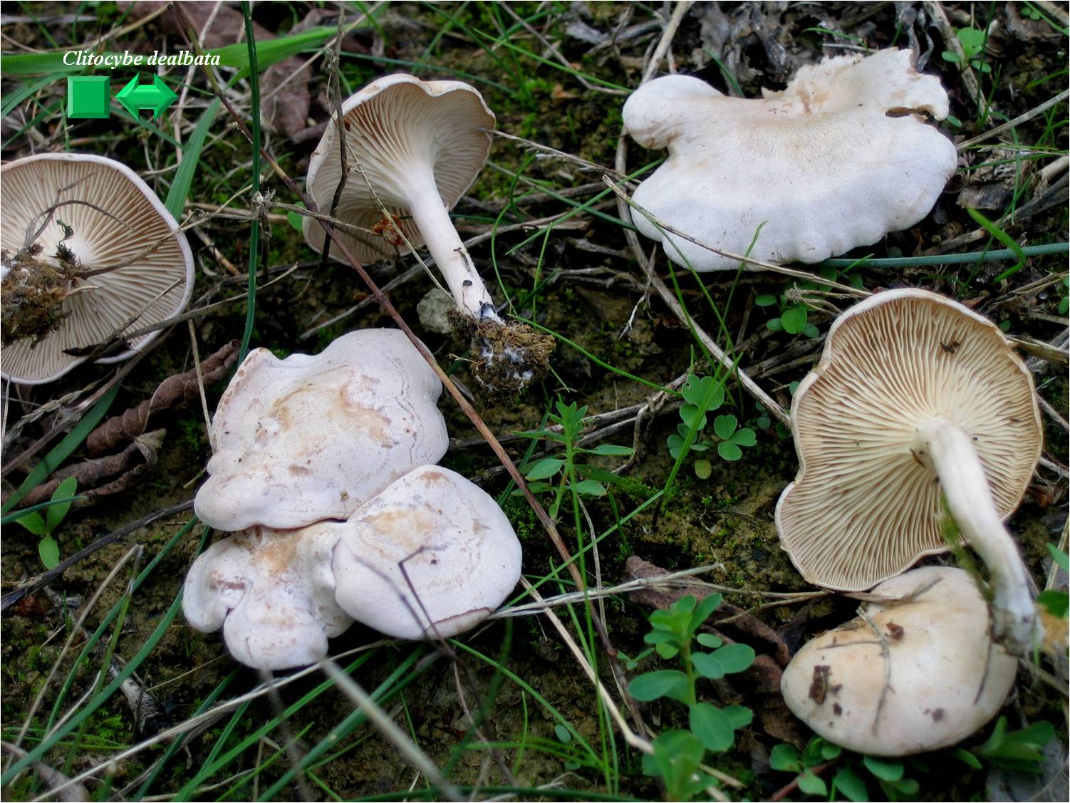 Clitocybe cerussata
