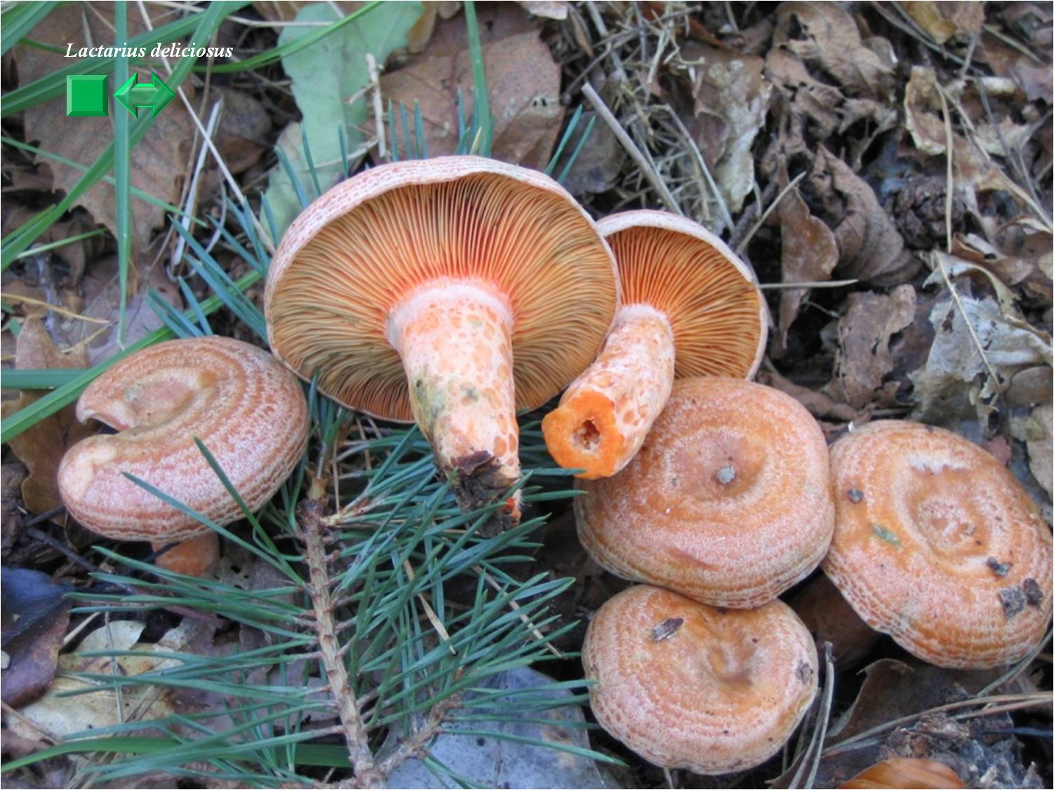 Lactarius deliciosus