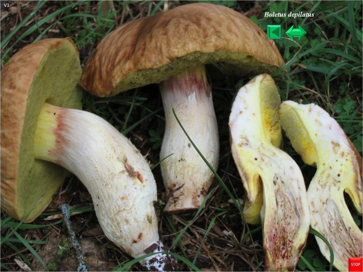 Boletus depilatus