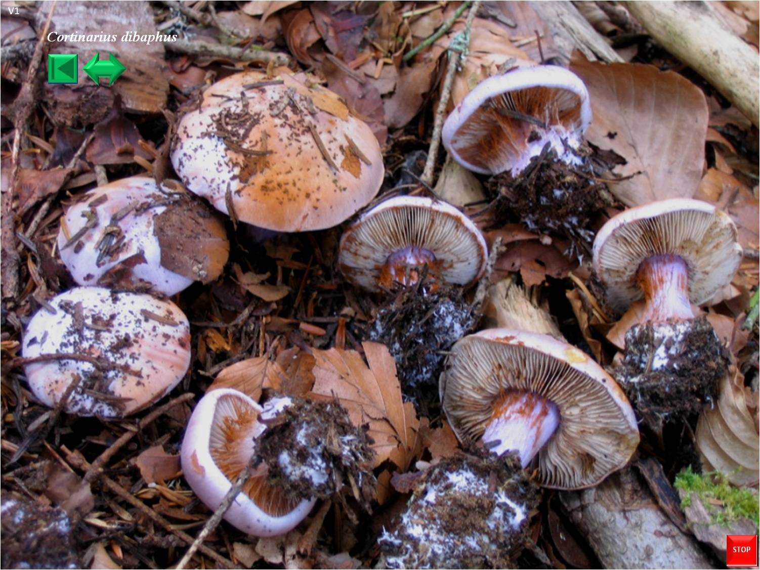 Cortinarius dibaphus